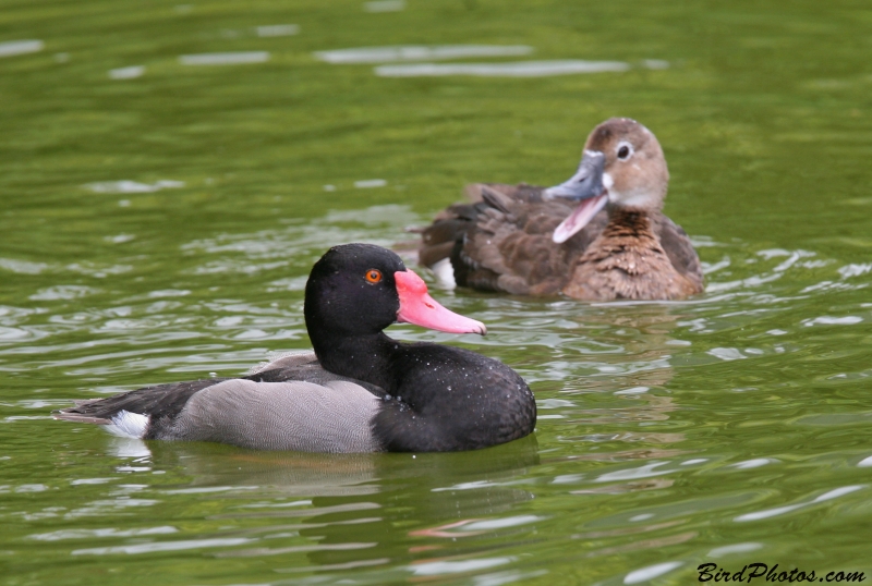 Rosy-billed Pochard