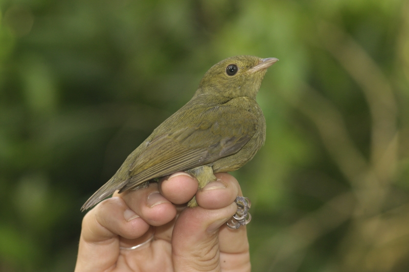 Round-tailed Manakin