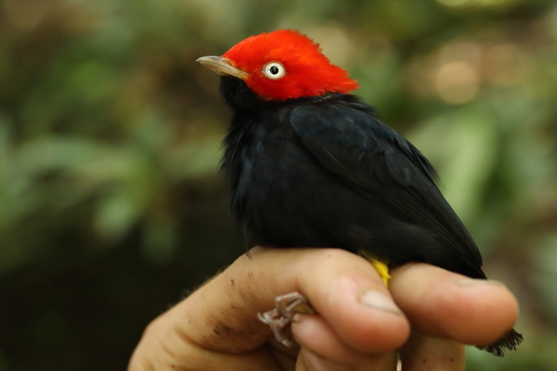 Round-tailed Manakin