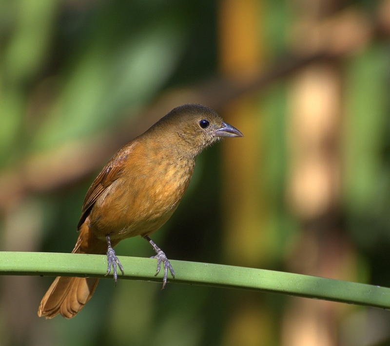 Ruby-crowned Tanager