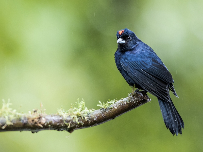 Ruby-crowned Tanager