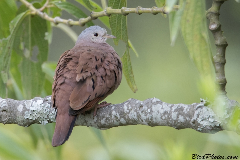 Ruddy Ground Dove