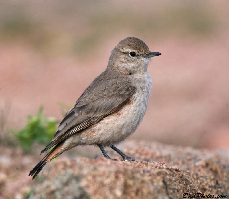 Rufous-banded Miner