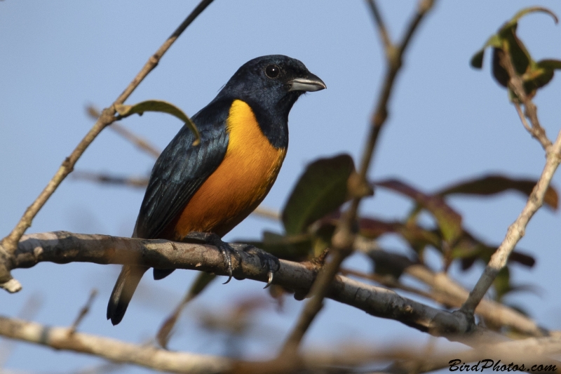 Rufous-bellied Euphonia