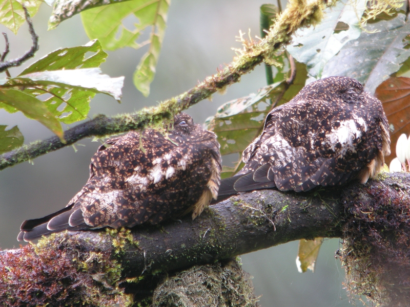 Rufous-bellied Nighthawk