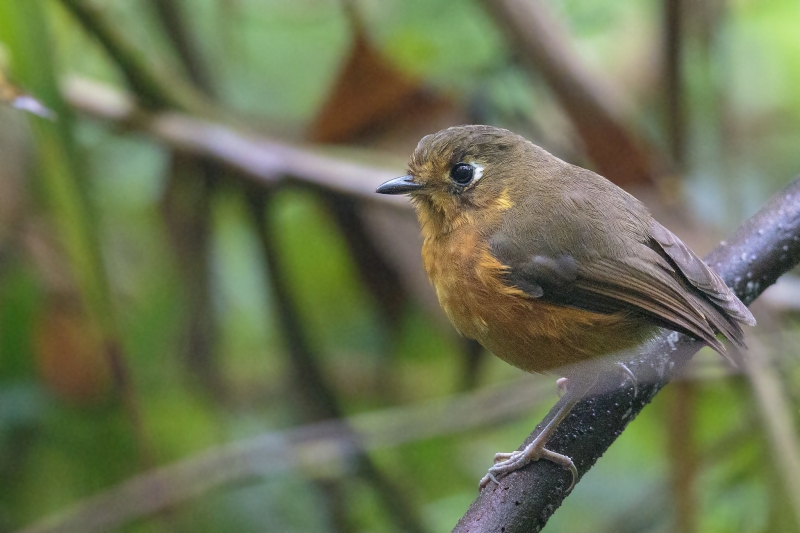 Rufous-breasted Antpitta