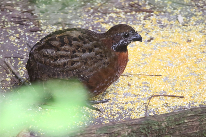 Rufous-breasted Wood Quail