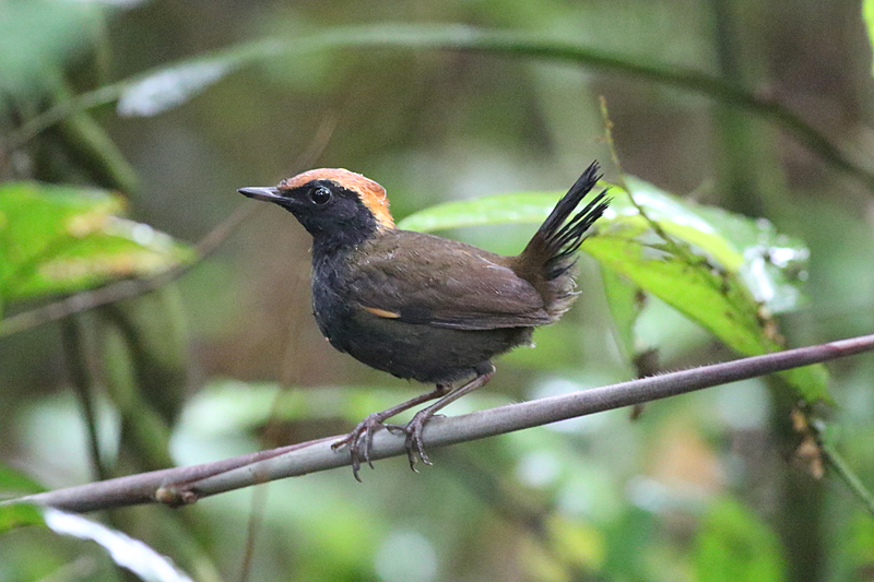 Rufous-capped Antthrush