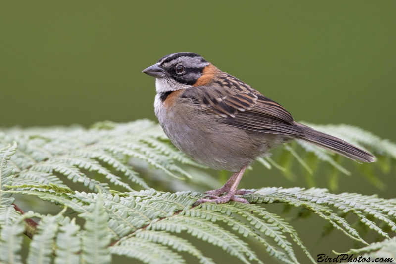 Rufous-collared Sparrow