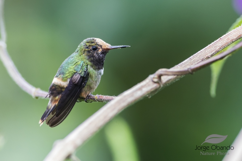 Rufous-crested Coquette