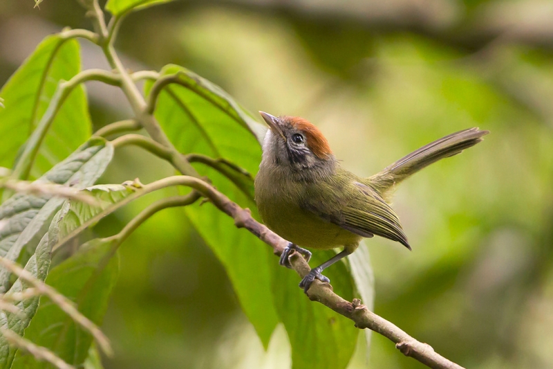 Rufous-crowned Greenlet