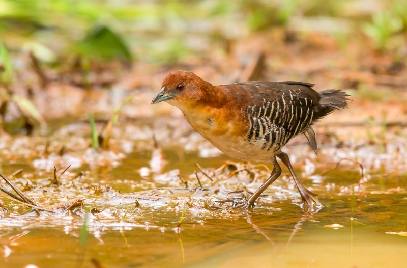 Rufous-faced Crake