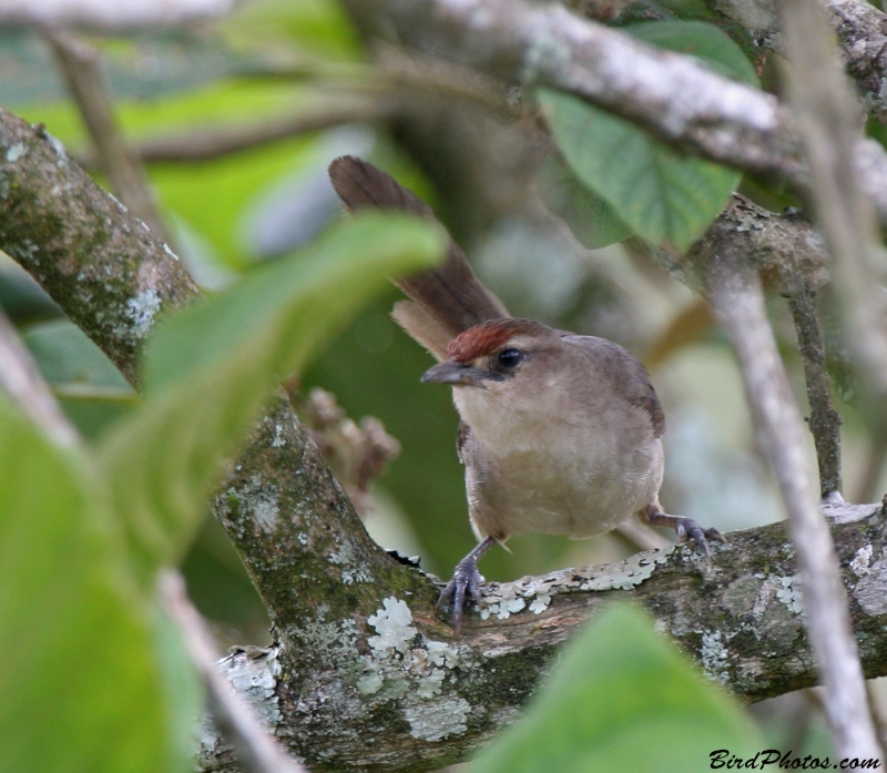 Rufous-fronted Thornbird