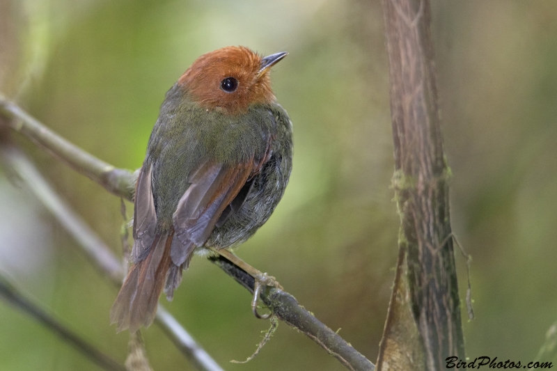 Rufous-headed Pygmy Tyrant