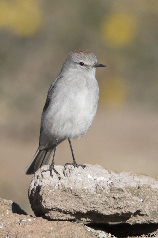 Rufous-naped Ground Tyrant