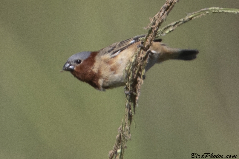 Rufous-rumped Seedeater