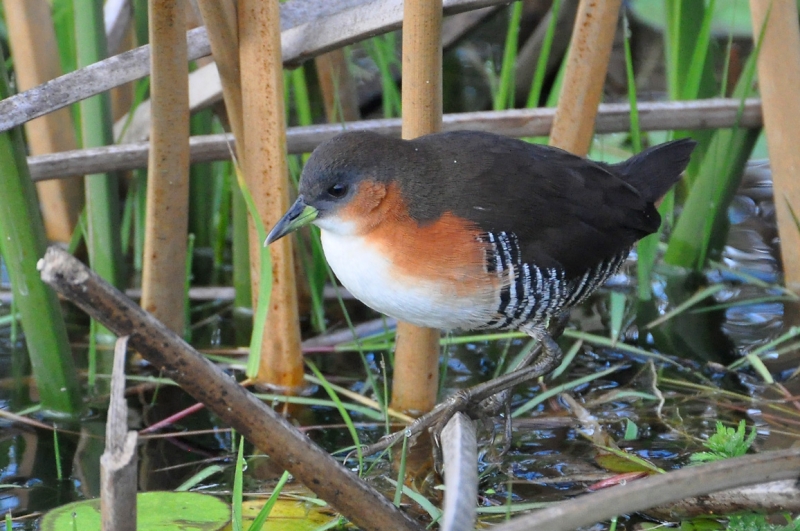 Rufous-sided Crake