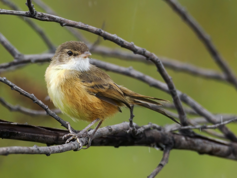 Rufous-sided Scrub Tyrant