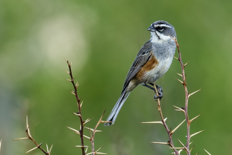 Rufous-sided Warbling Finch