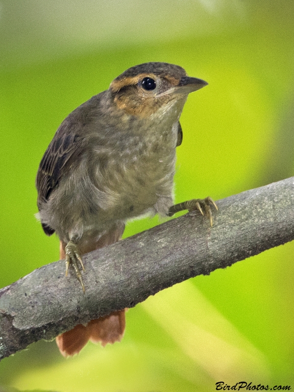 Rufous-tailed Foliage-gleaner