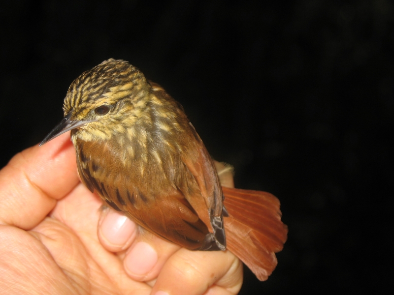 Rufous-tailed Xenops