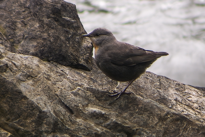 Rufous-throated Dipper