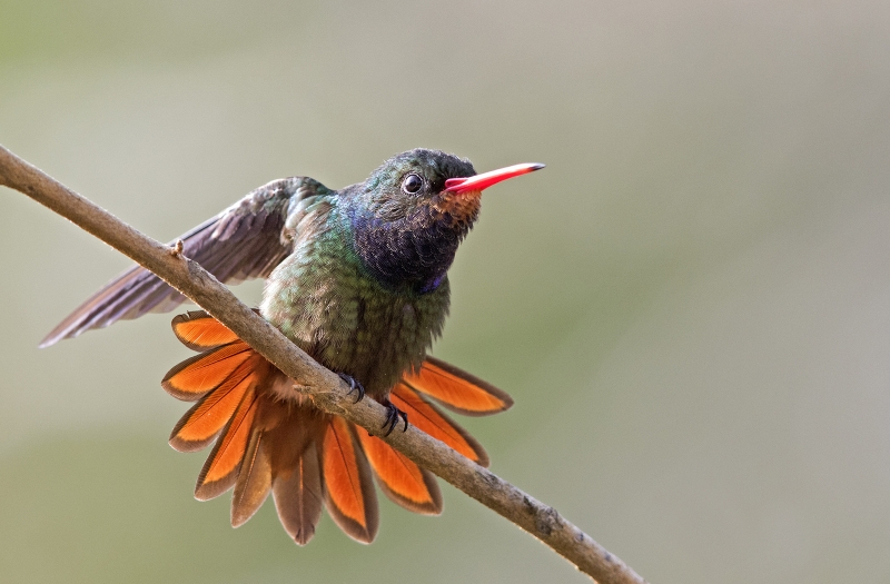 Rufous-throated Sapphire