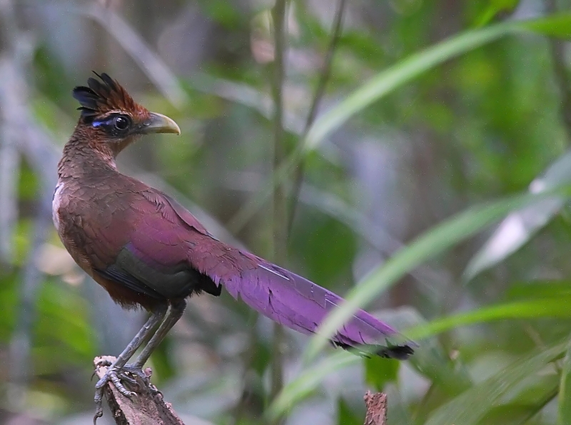 Rufous-vented Ground Cuckoo