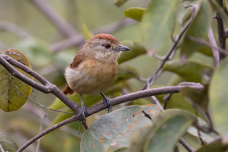 Rufous-winged Antshrike