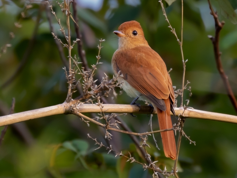 Rufous Casiornis