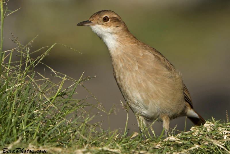 Rufous Hornero