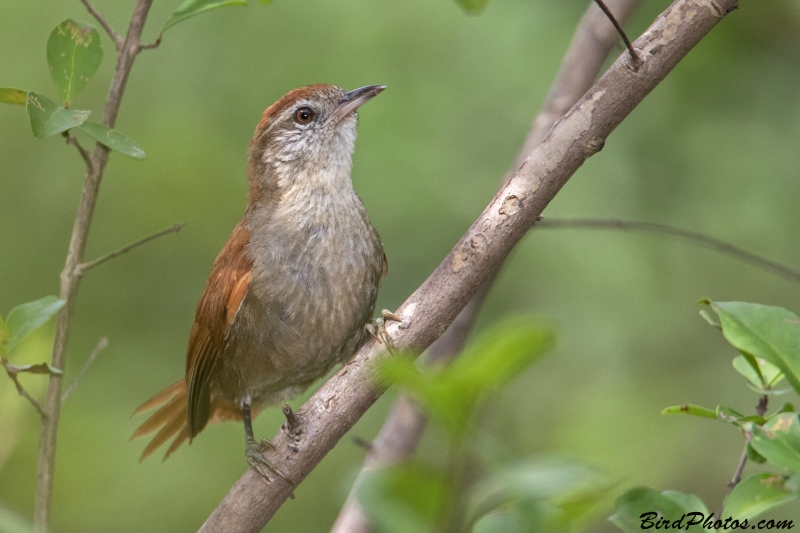 Rusty-backed Spinetail