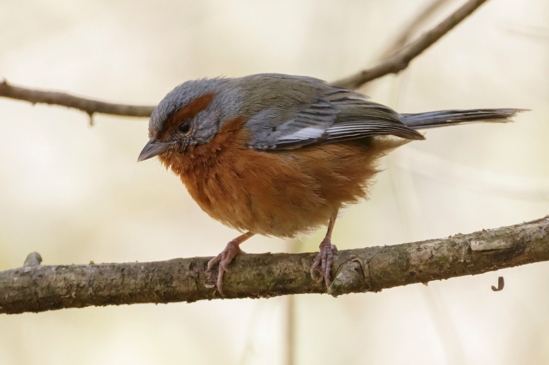 Rusty-browed Warbling Finch