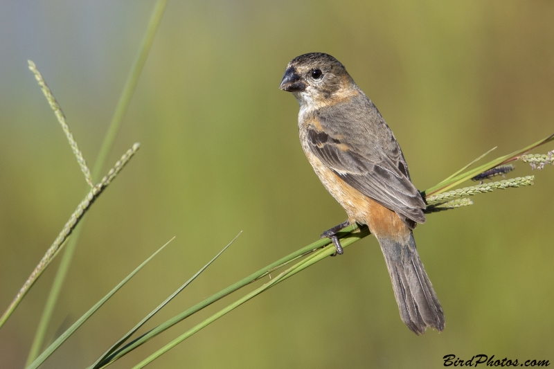 Rusty-collared Seedeater