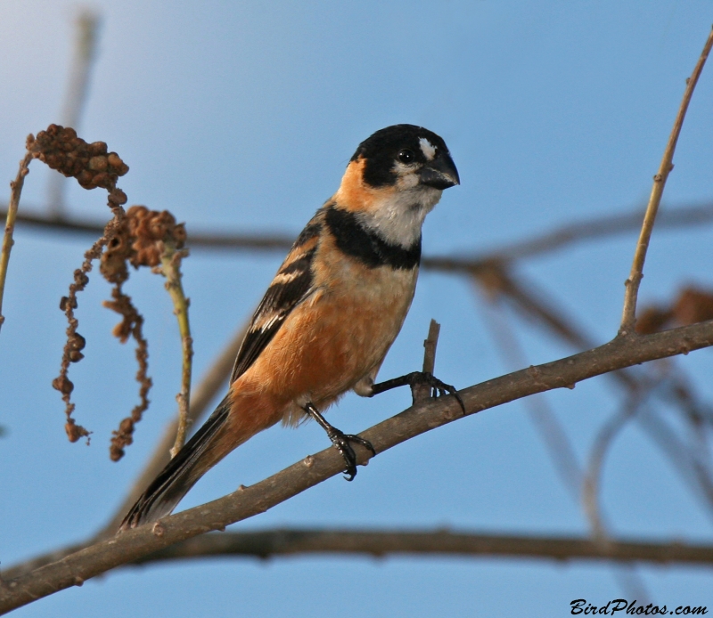 Rusty-collared Seedeater