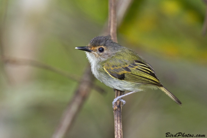 Rusty-fronted Tody-Flycatcher