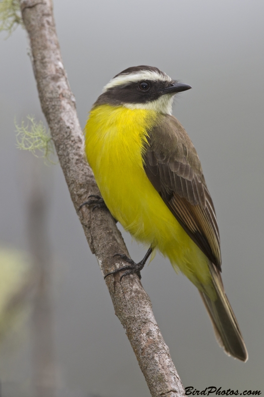 Rusty-margined Flycatcher