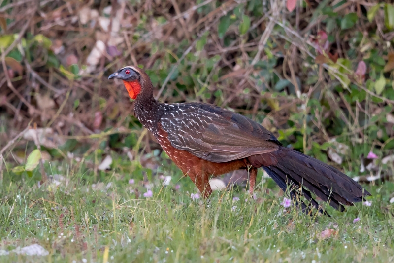 Rusty-margined Guan