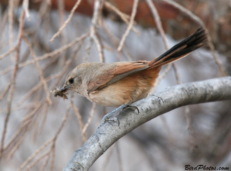 Rusty-vented Canastero