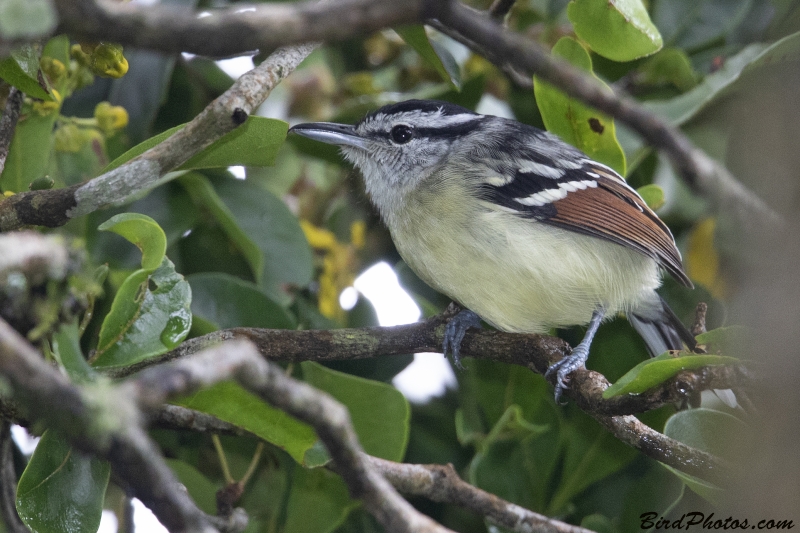 Rusty-winged Antwren