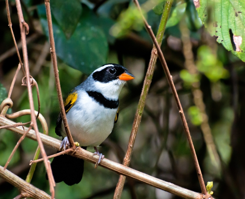 Saffron-billed Sparrow