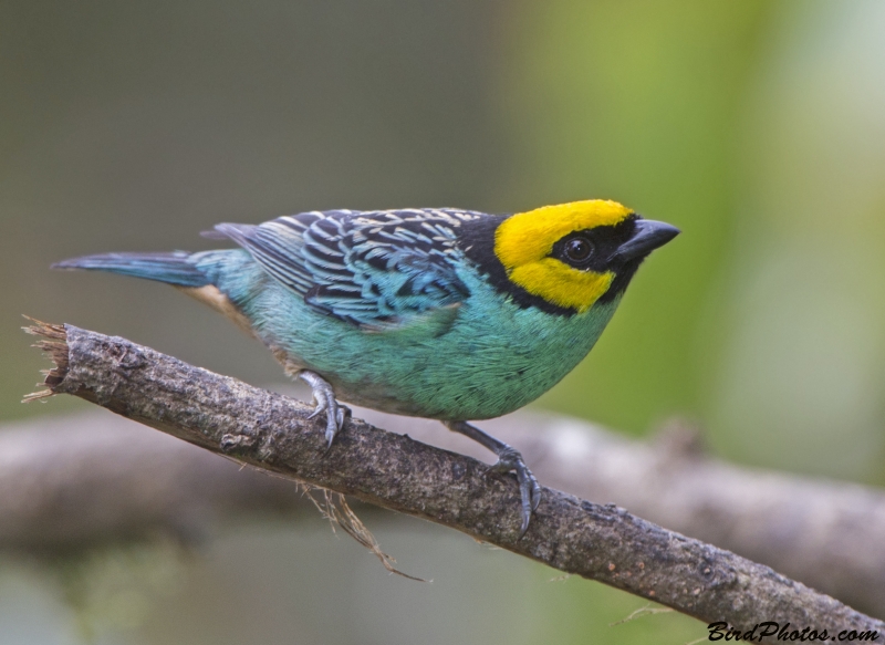 Saffron-crowned Tanager