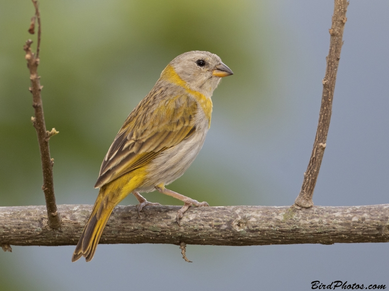 Saffron Finch