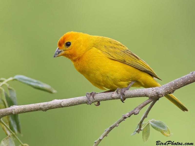 Saffron Finch