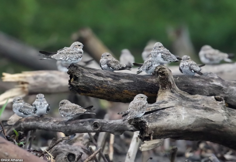 Sand-colored Nighthawk