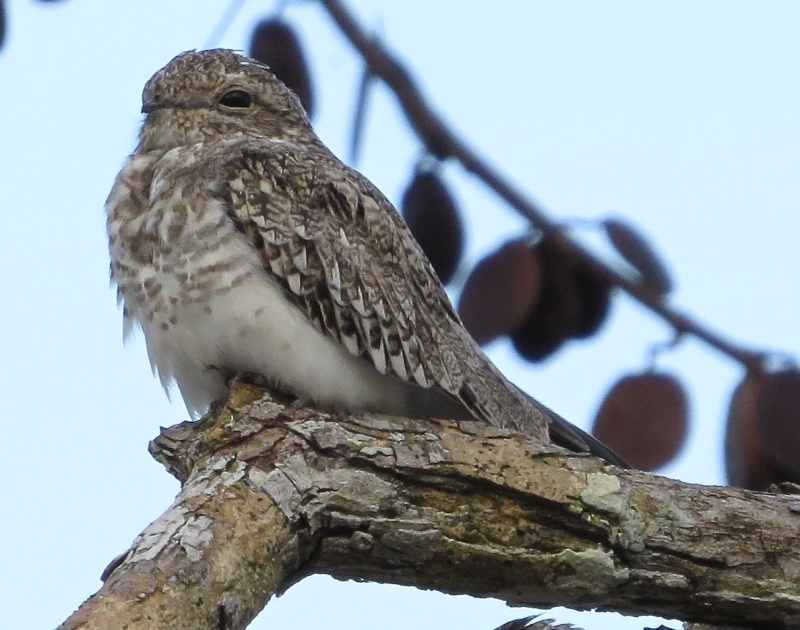 Sand-colored Nighthawk