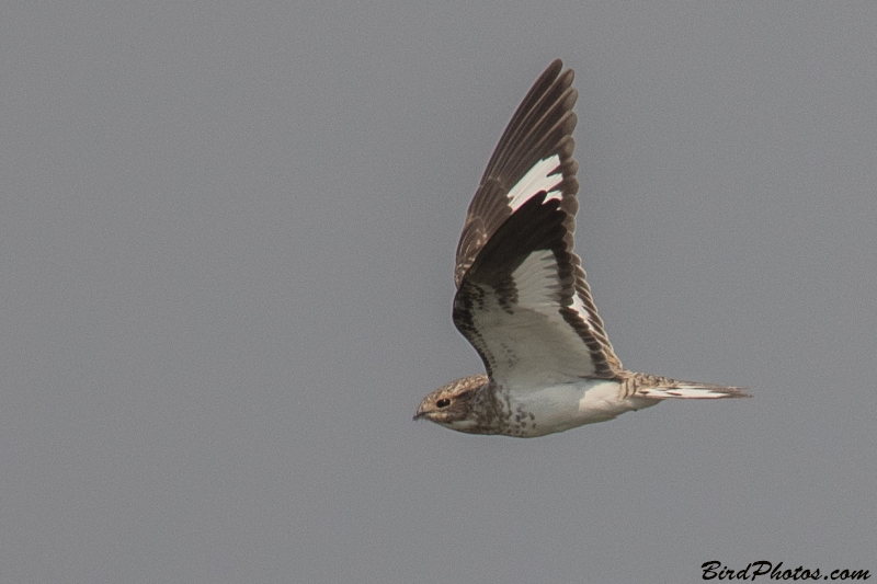 Sand-colored Nighthawk