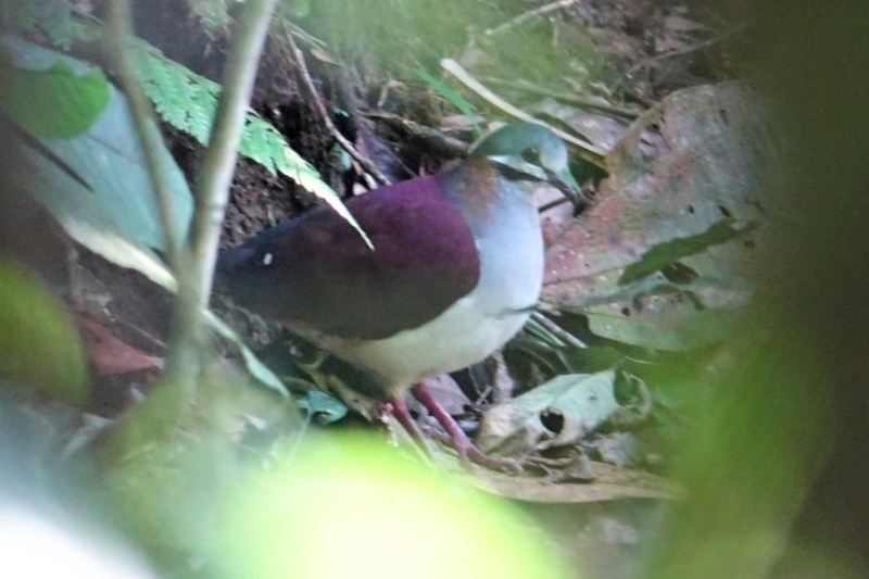 Sapphire Quail-Dove