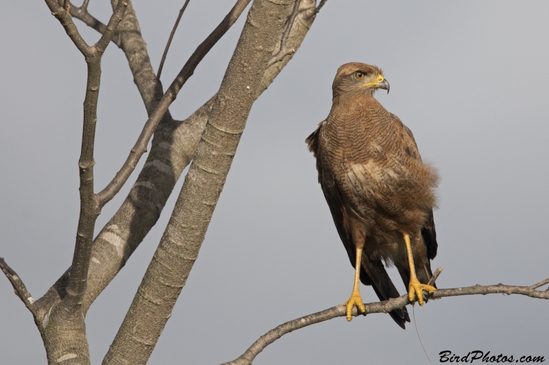 Savanna Hawk