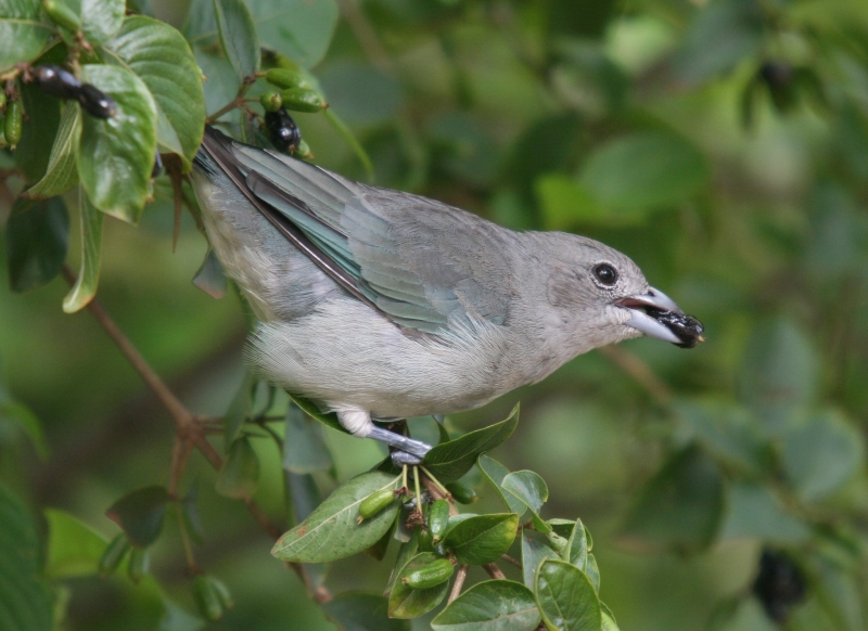 Sayaca Tanager